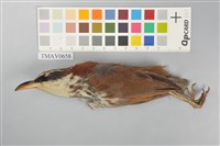 藏品(小彎嘴)的圖片